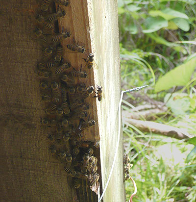 蜜を運ぶ蜜蜂