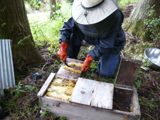 蜂蜜採り1