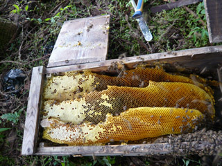 蜂蜜採り2