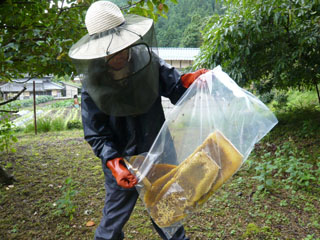 蜂蜜採り2
