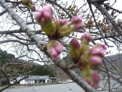 桜－つぼみ