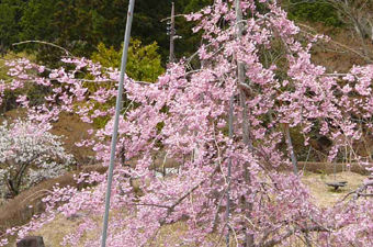 桜110430-2
