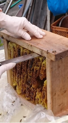 蜂蜜採取-3
