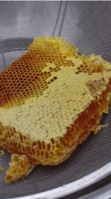 蜂蜜採取-4